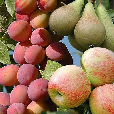 Fruit Trees