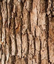 Bark