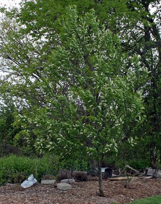 Prunus