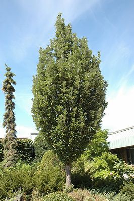 Oak ( Quercus )