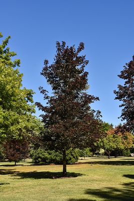 Maple ( Acer)