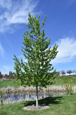 Poplar ( Populus )