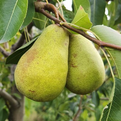 Pear