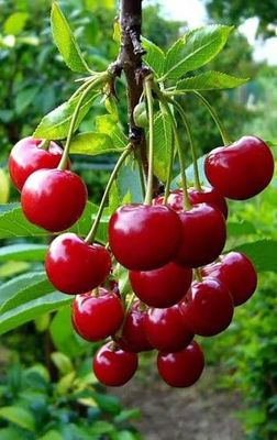 Cherry