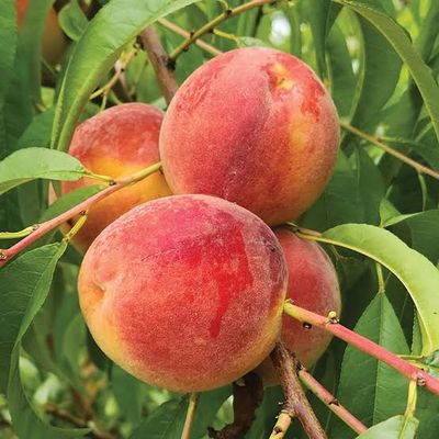 Peach