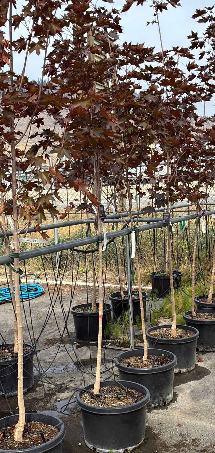 Acer truncatum Crimson Sunset 10G $189.99