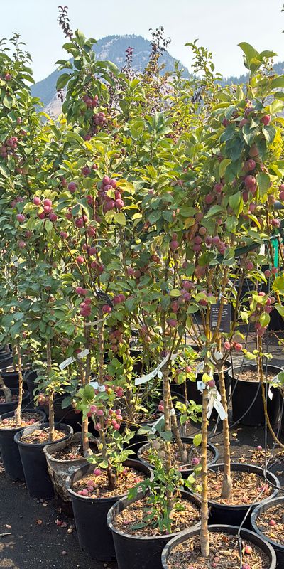 Malus Jade Bouquet Columnar 7G $119.99