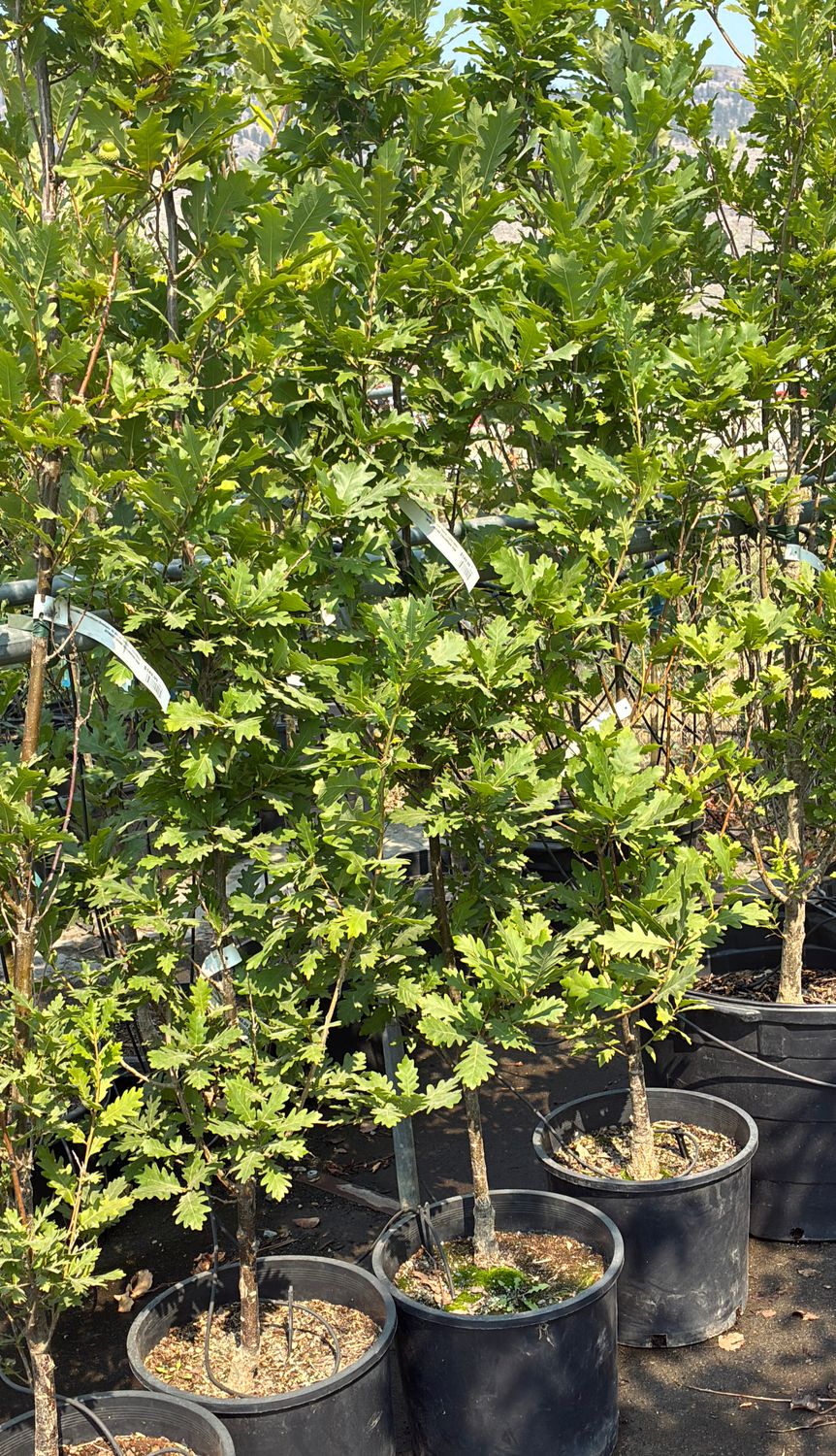 Quercus X bimundorum Streetspire 7G $149.99