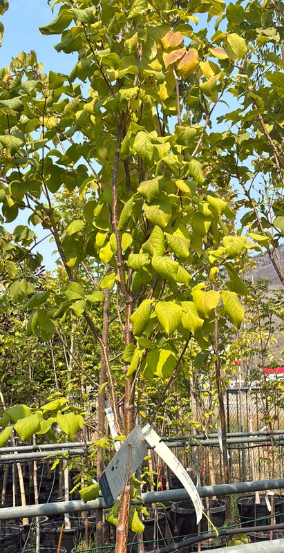 Syringa reticulata 10G $199.99