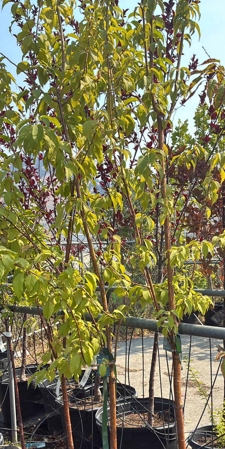 Prunus maackii 7G $110