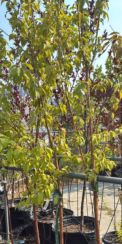 Prunus maackii 7G $110