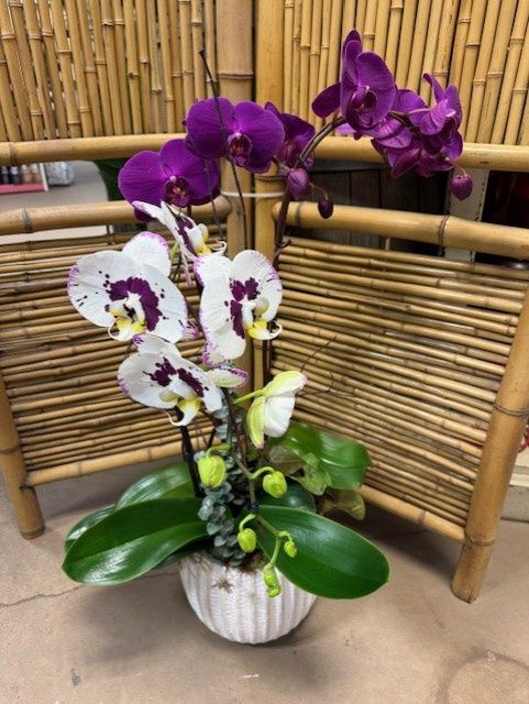 Premium Orchid Dish Garden