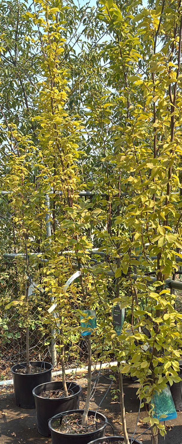 Carpinus betulus Frans Fontaine 7G $169.99