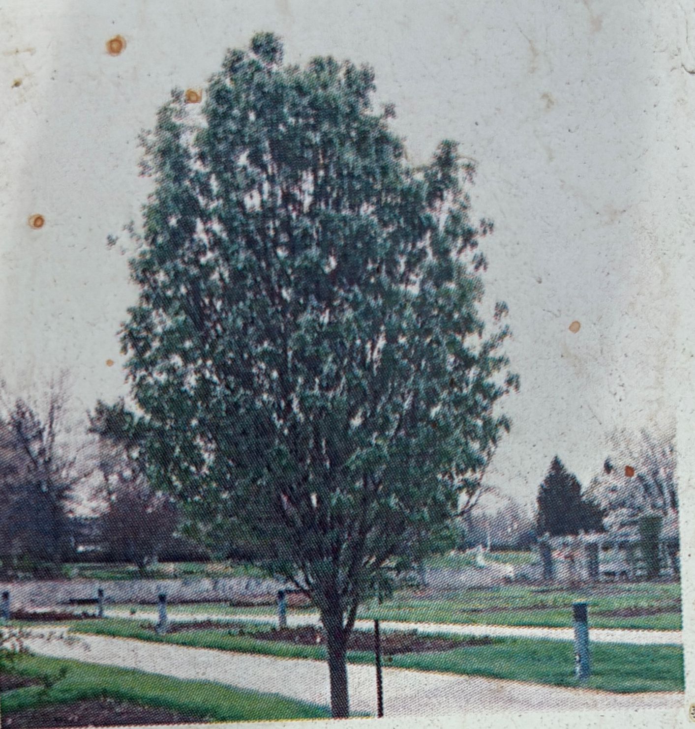 Sorbus aucuparia Luxor 5G $79.99