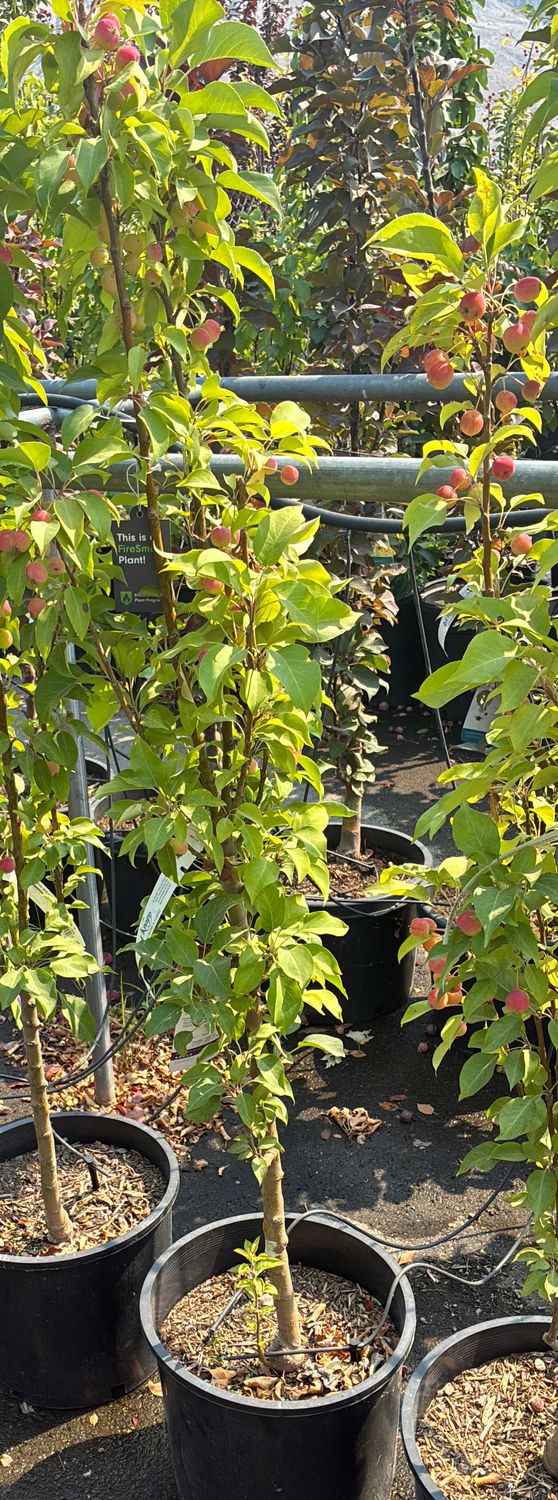 Malus Green Wall FE7 $119.99