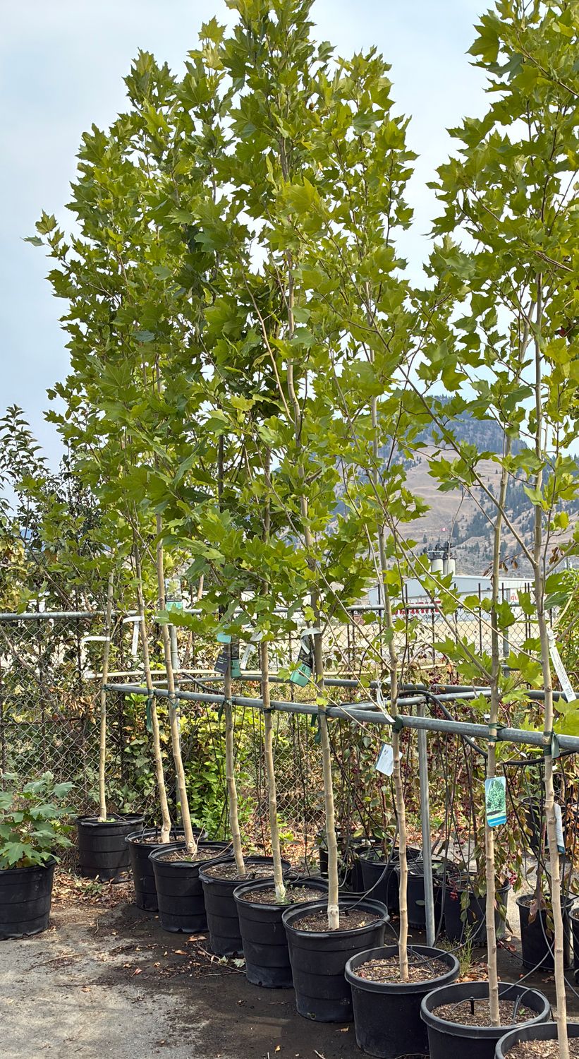 Platanus acerfolia 'Bloodgood' 10G $129.99 Platanus acerfolia 'Bloodgood' 10G $129.99