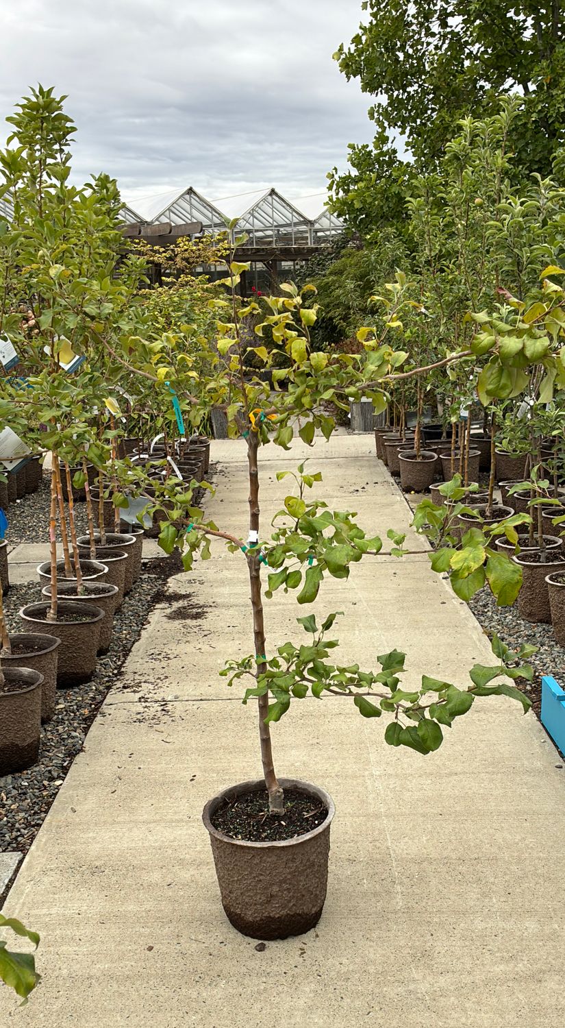 Apple Espalier Honeycrisp 3 Tier