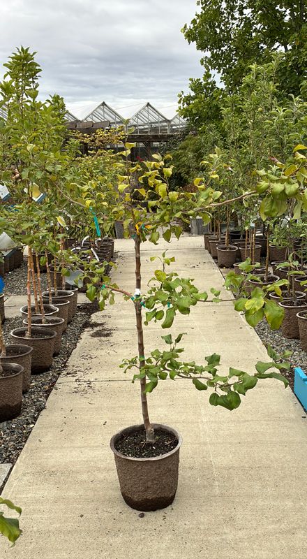 Apple Espalier Honeycrisp 3 Tier