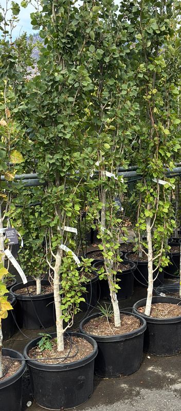 Populus tremuloides Prairie Skyrise [3CM] 10G $179.99