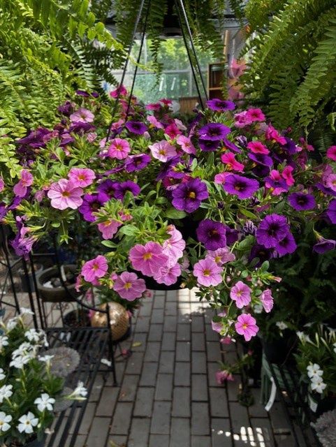 Standard Annual Hanging Basket