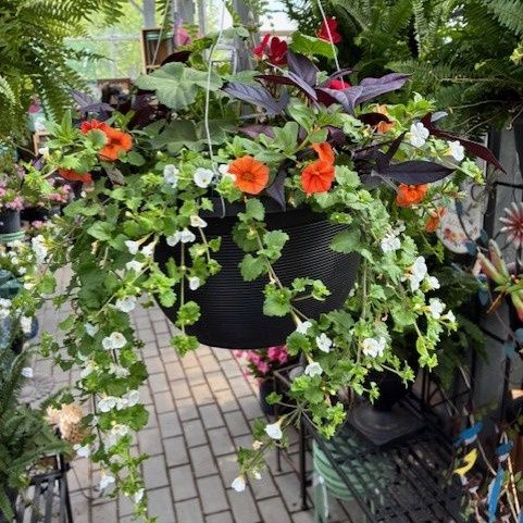 Deluxe Annual Hanging Basket Sun