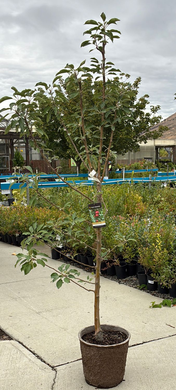 Apple Urban Blushing Delight Columnar