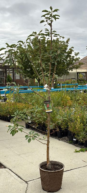Apple Urban Blushing Delight Columnar