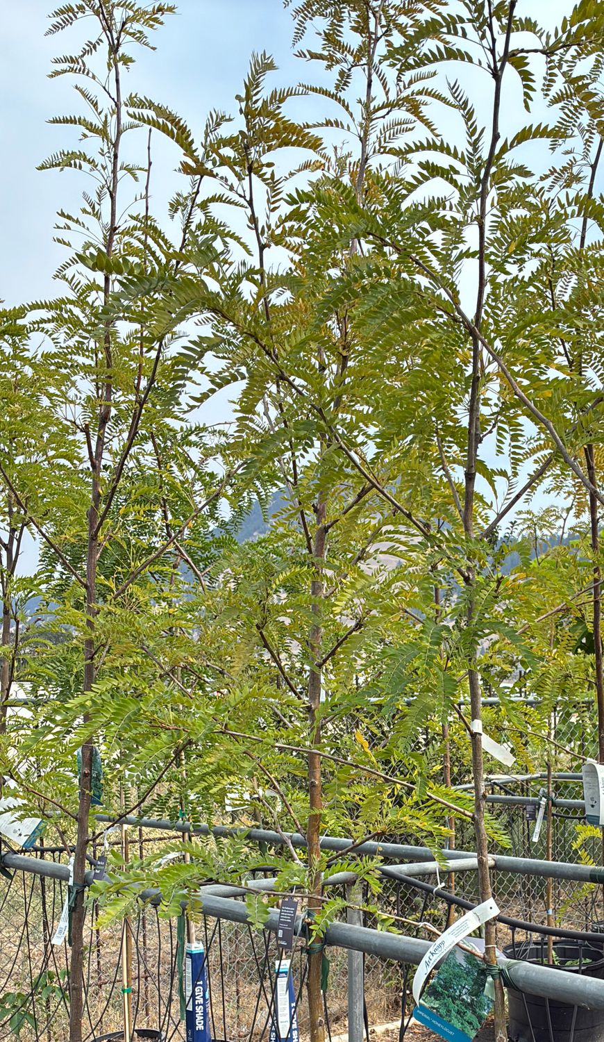 Gleditsia triacanthos Imperial 10G $169.99