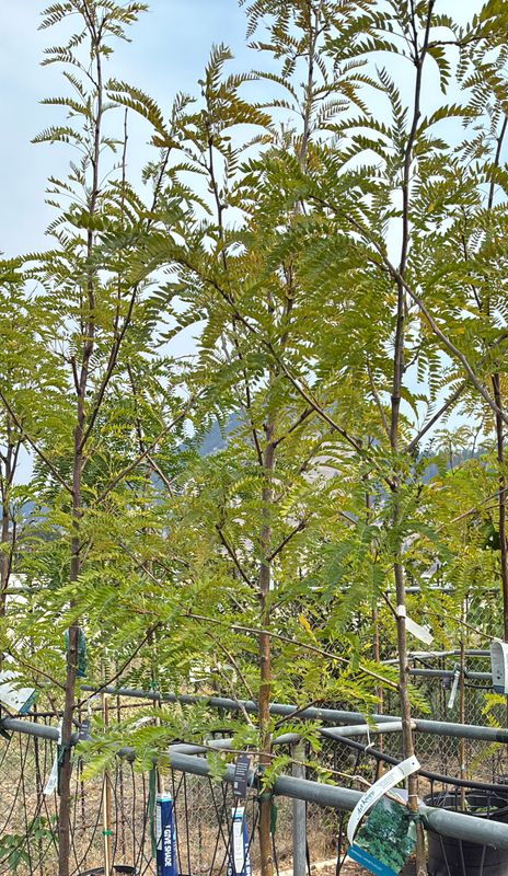 Gleditsia triacanthos Imperial 10G $169.99