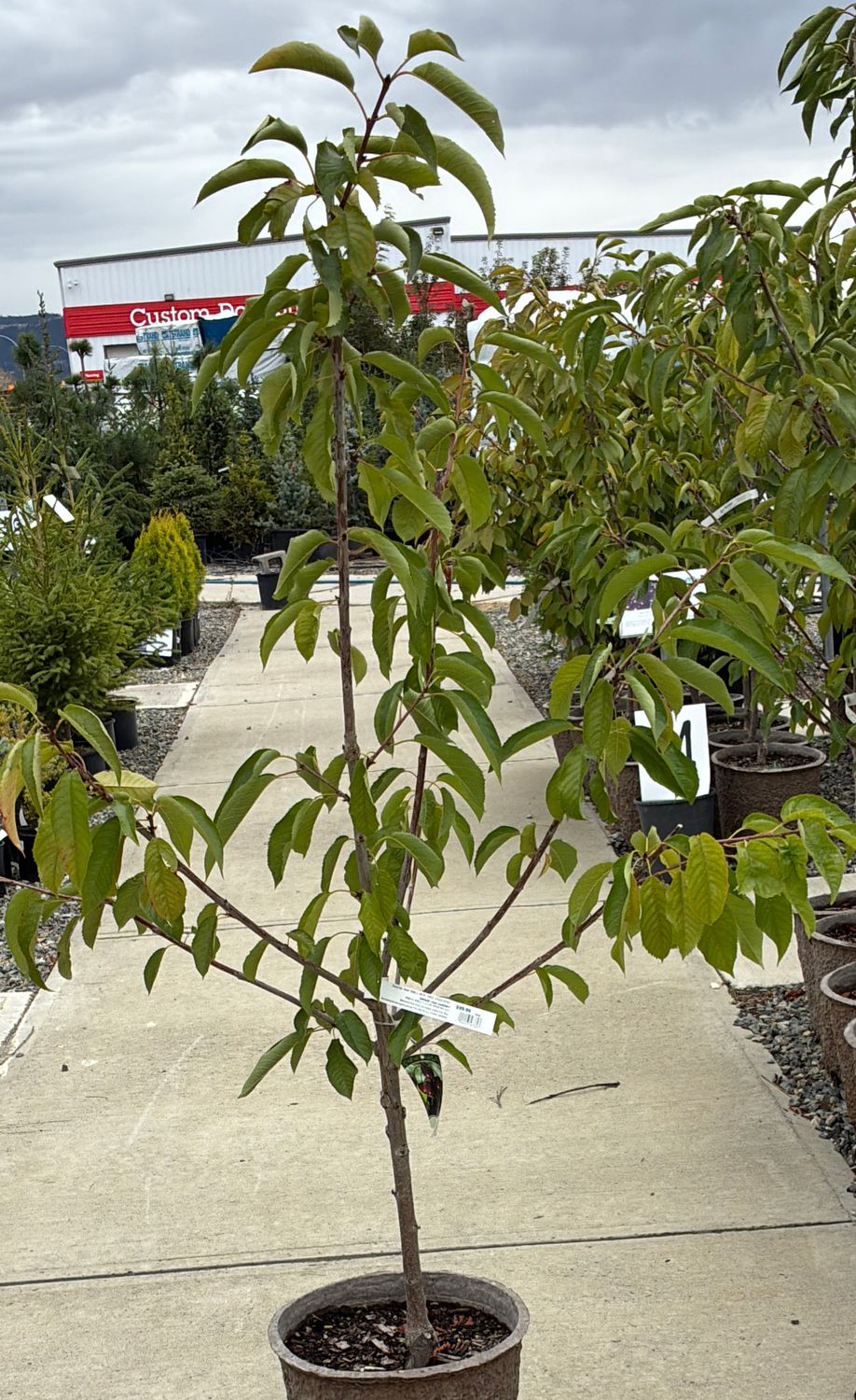 Cherry Van DWARF