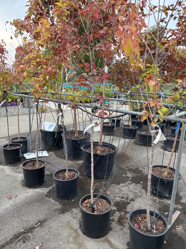 Acer tataricum Red Wing [HOT WINGS] 7G $139.99
