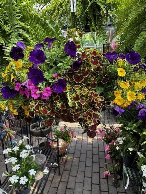 Premium Annual Hanging Basket