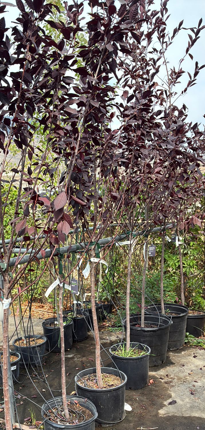 Prunus virginiana Arrowhead 7G $139.99