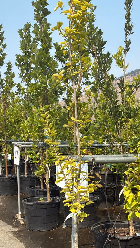 Parrotia persica Golden Bell Tower 7G $219.99