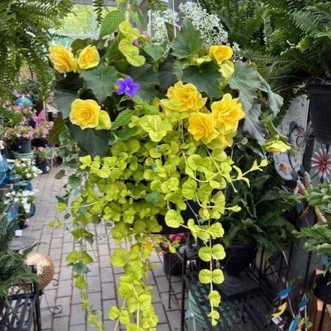 Deluxe Annual Hanging Basket Shade