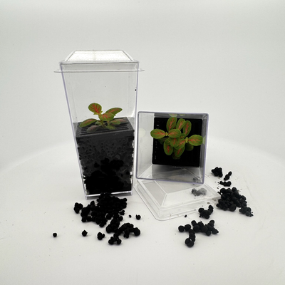 Miniature | Terrarium | Fairy Garden