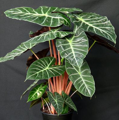 Alocasia