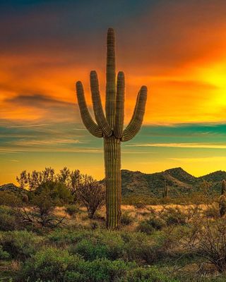 Cacti