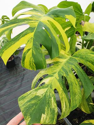 Monstera