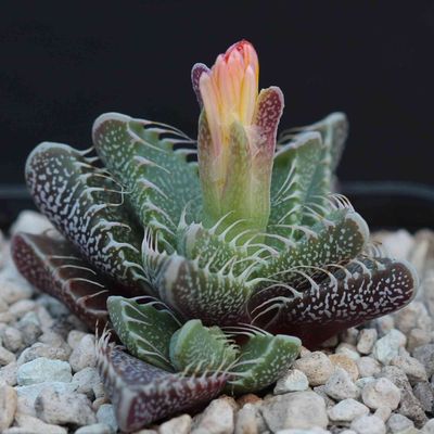 Succulents
