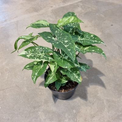 Syngonium