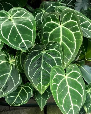 Anthurium
