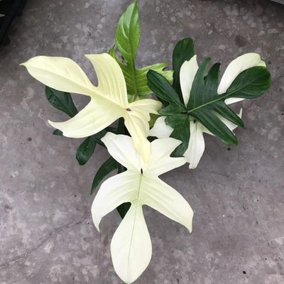 Philodendron