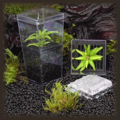 Crow's Foot Ivy Budkin