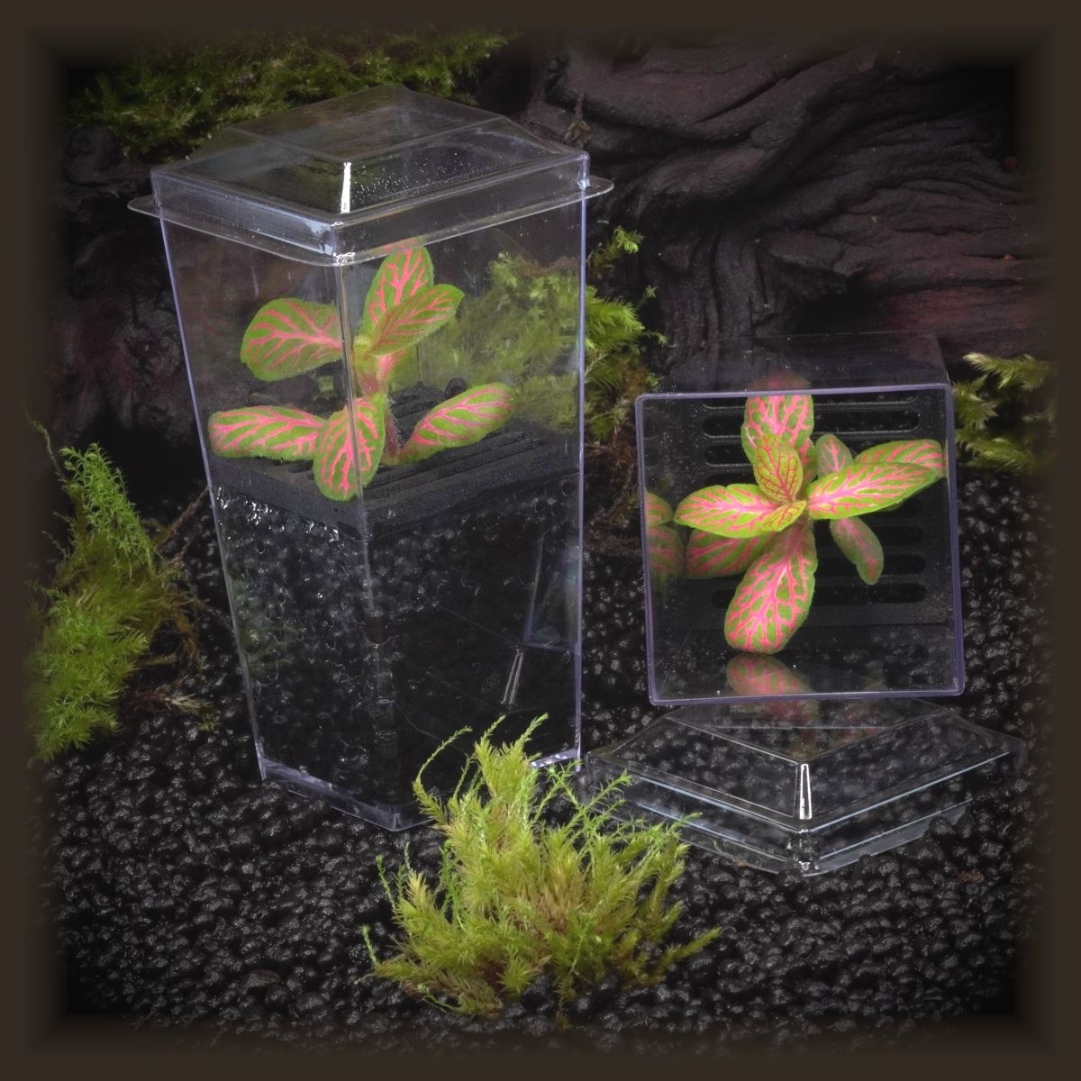 Fittonia &#39;Skeleton&#39; Budkin