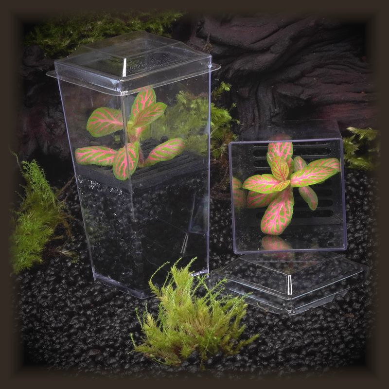 Fittonia &#39;Skeleton&#39; Budkin