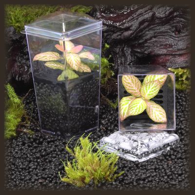 Fittonia 'Peaches and Cream' Budkin