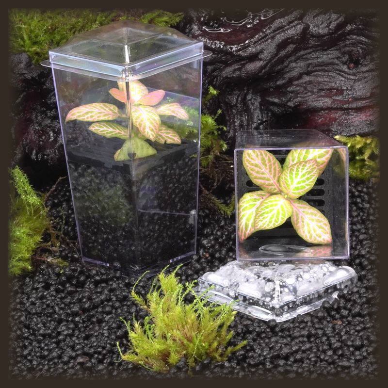 Fittonia &#39;Peaches and Cream&#39; Budkin