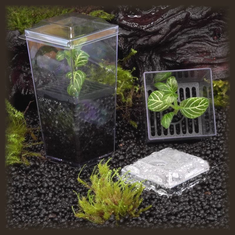 Fittonia &#39;Silver&#39; Budkin