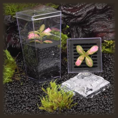 Fittonia 'Firetail' Budkin